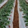 Mulching Film , Mulching Paper